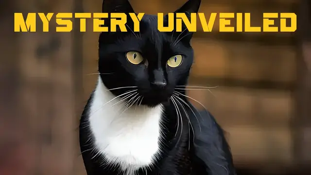 Video thumbnail for The Mystery Unveiled: Why Some Black Cats Have White Chest Hairs
