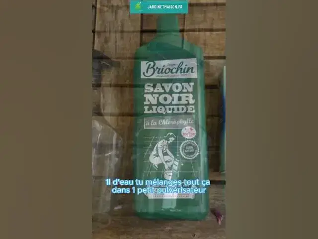 Video thumbnail for Lutter efficacement contre l'oïdium ou le mildiou au potager