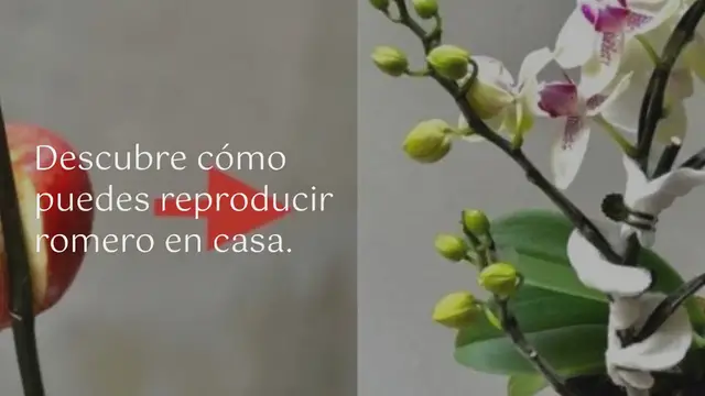 Video thumbnail for Aquí le mostramos cómo cultivar romero infinitamente para que no compre más: