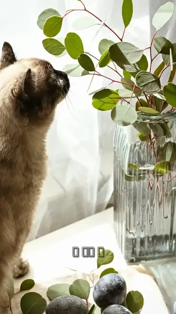 Video thumbnail for 貓咪與尤加利：主人必知的危險植物
