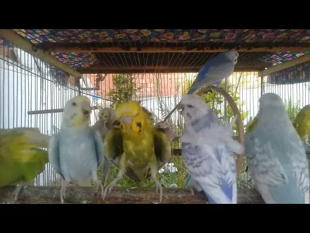 'Video thumbnail for セキセイインコの仲良し会話集💕|自然な音でリラックス'