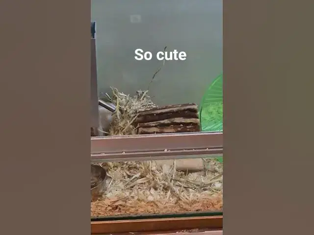 Video thumbnail for 27 November 2025