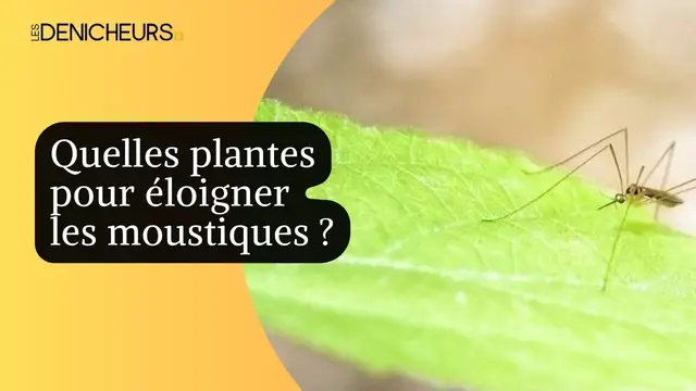 Video thumbnail for 🌿 Quelles plantes aromatiques pour éloigner les moustiques ? 🦟