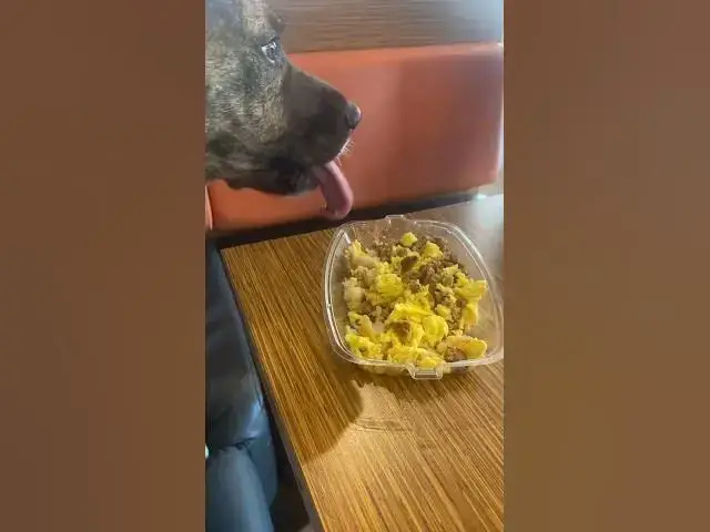 'Video thumbnail for BELLA at Breakfast! #dog #dogs #mcdonalds #breakfast'