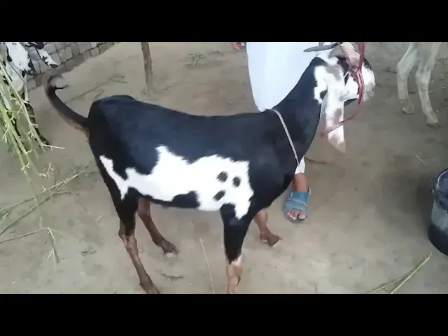 'Video thumbnail for Bakra Eid 2019 | My Goat for Qurbani in 2019'