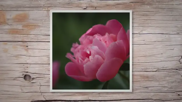 Video thumbnail for Break O’Day Peony: A Floral Dawn in Your Garden