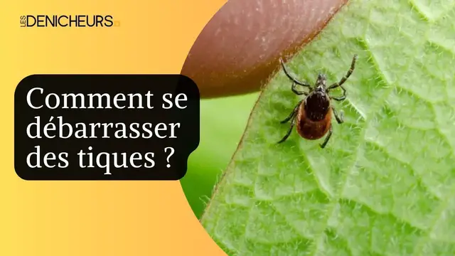 Video thumbnail for 🐞Se débarrasser des tiques : les astuces ! 🐜