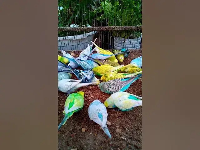 'Video thumbnail for 飼い主のスイカを食べたくて無言で訴え続けるインコさんww【サザナミインコ】【検証】萩の月に似過ぎてるインコ、重さまで一致してるって本当?【サザナミインコ】【インコ】鳥吸いの正しいお作法がこちら。帰宅拒'