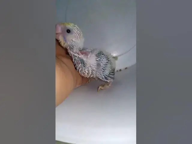 'Video thumbnail for 飼い主のスイカを食べたくて無言で訴え続けるインコさんww【サザナミインコ】【検証】萩の月に似過ぎてるインコ、重さまで一致してるって本当?【サザナミインコ】【インコ】鳥吸いの正しいお作法がこちら。帰宅拒'