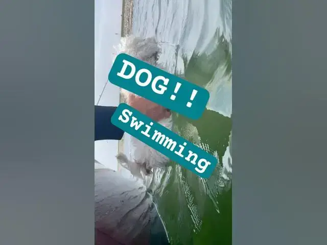 Video thumbnail for I took a swim today 🐶 #shorts