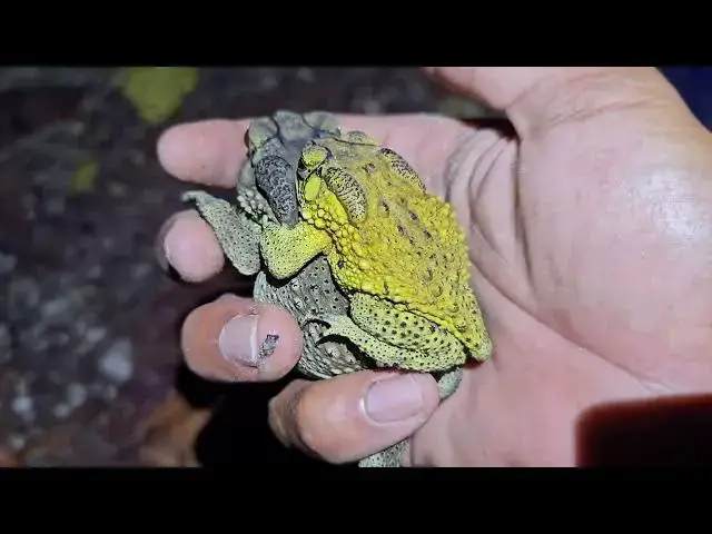 Video thumbnail for I caught hundreds of frogs at night after the rain,snail,toad,frog