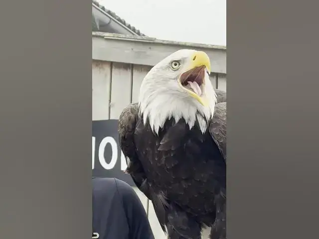 'Video thumbnail for Touched by Talons: Meeting a Bald Eagle at the Eagle Rescue Center'