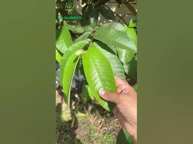 'Video thumbnail for 🌿✨ LAS HOJAS MILAGROSAS DE GUAYABA | Beneficios increíbles para la salud, el cabello y la piel.'