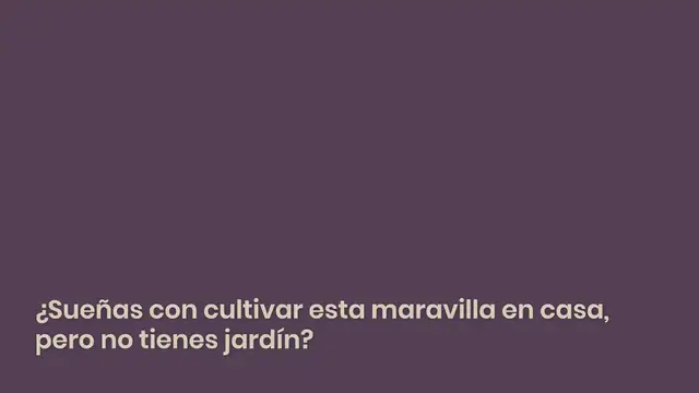 Video thumbnail for ¡Cultivando lavanda en macetas en interiores para un hogar fragante y relajante!