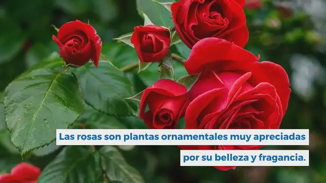 Video thumbnail for Poda de rosas: ¿cuándo y cómo podar rosas para tener magníficas rosas?