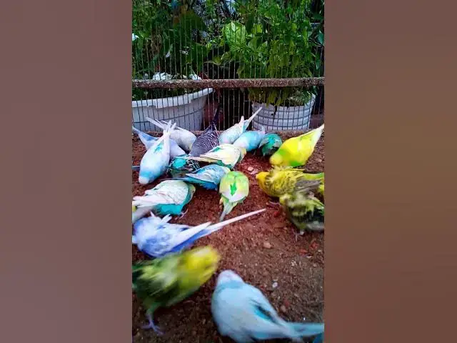 'Video thumbnail for 飼い主のスイカを食べたくて無言で訴え続けるインコさんww【サザナミインコ】【検証】萩の月に似過ぎてるインコ、重さまで一致してるって本当?【サザナミインコ】【インコ】鳥吸いの正しいお作法がこちら。帰宅拒'