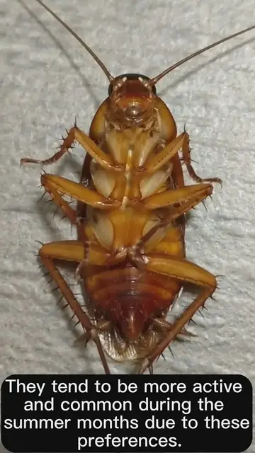 'Video thumbnail for Are Roaches Attracted To Heat'