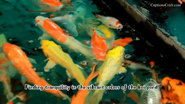 Video thumbnail for Koi Fish Captions for Instagram Captivate Your Followers with Serenity and Beauty!