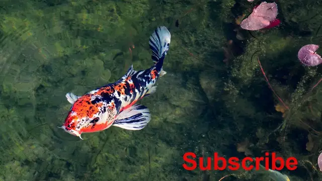 Video thumbnail for 1Hour Beautiful Japanese Relaxing Music For Sleeping and Studying