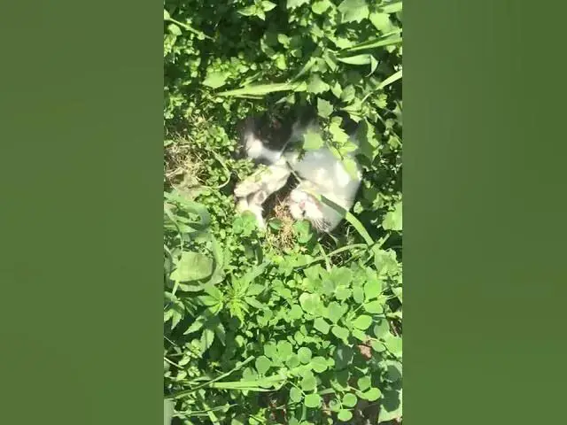'Video thumbnail for Did you ever sleep in peace like this cat | Cat sleeping in grass'