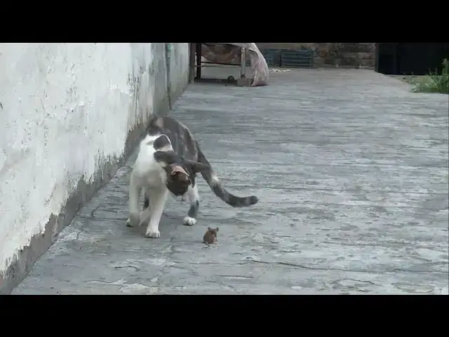 'Video thumbnail for Cat eating rat | cat eating mouse π π'
