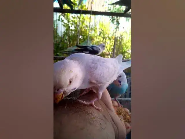 'Video thumbnail for This Amazon bird toy is SO COOL#birds#parrot #birdslover #budgis #lovebirds #budgiegar #cute #health'