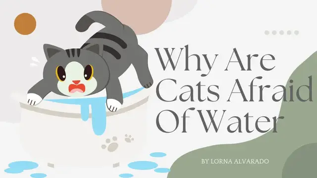 Video thumbnail for Why Are Cats Afraid Of Water?