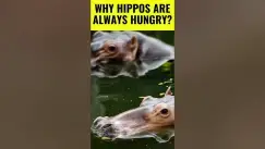 'Video thumbnail for Hippos in Action | Why Hippos Are Always Hungry #shorts'