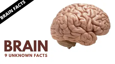 'Video thumbnail for Amazing Facts About Human Brains | Interesting Brain Facts'