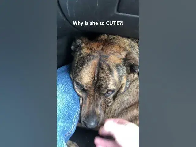 'Video thumbnail for Why is she so CUTE?! #dog #cute'