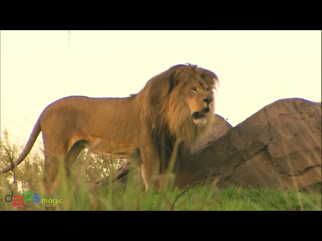 Video thumbnail for Earth Month at Disney's Animal Kingdom - Walt Disney World Resort 2022