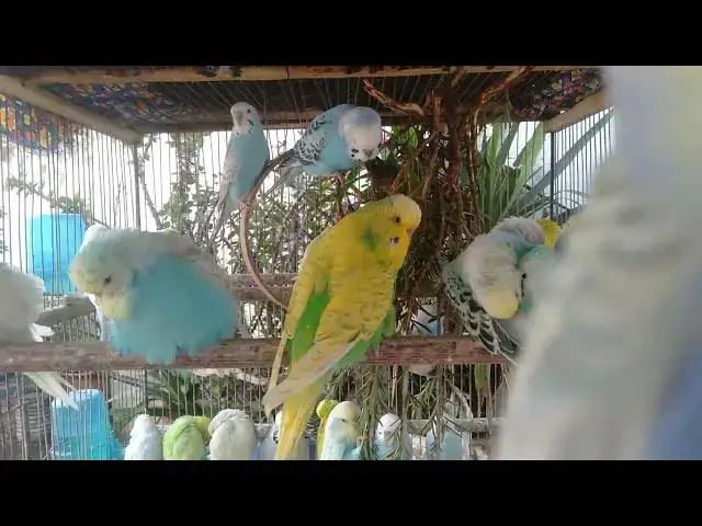 Video thumbnail for Budgie Love Story 💘🎶  Cute Chirps Full of Joy
