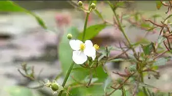 Video thumbnail for "Exploring the Wonders of Plant Life: From Seed to Sprout!"
