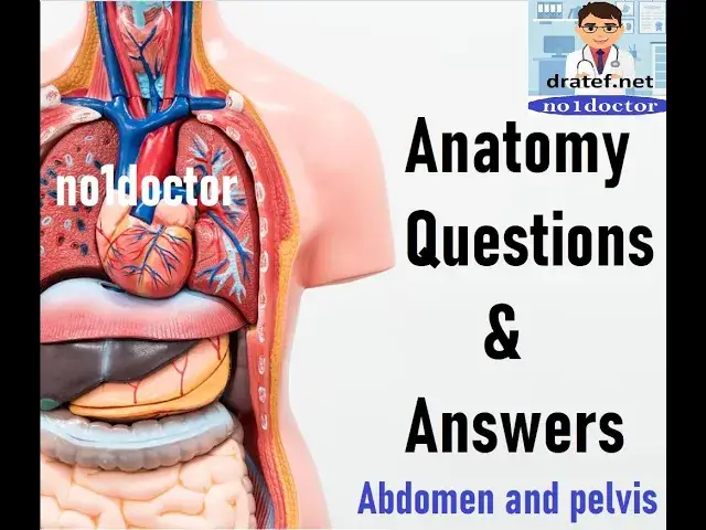 Video thumbnail for Anatomy MCQs / Abdomen and Pelvis // Surgical Anatomy /Anatomy Lecture /no1doctor/Mrcs/Usmle/Frcs