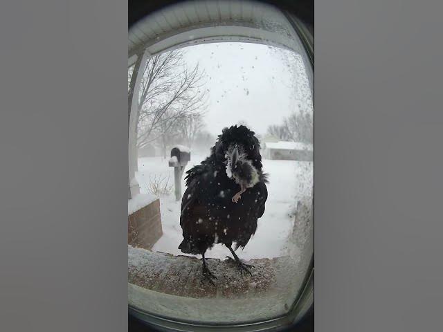 Video thumbnail for #animals #vedatoday #legosets #wildlife