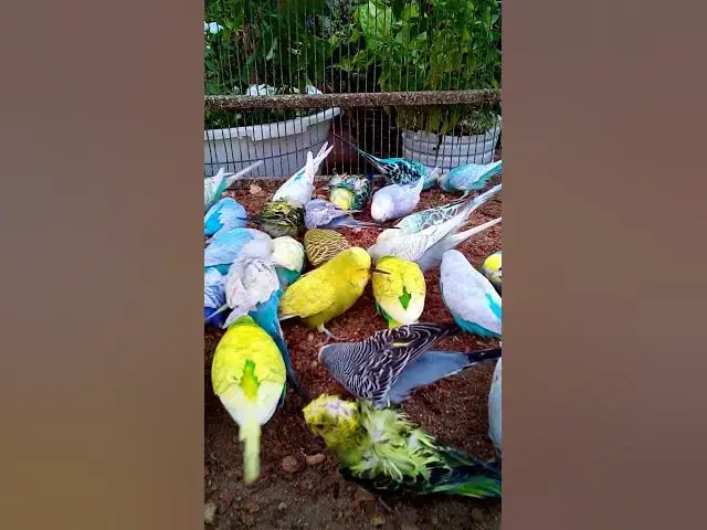 'Video thumbnail for 飼い主のスイカを食べたくて無言で訴え続けるインコさんww【サザナミインコ】【検証】萩の月に似過ぎてるインコ、重さまで一致してるって本当?【サザナミインコ】【インコ】鳥吸いの正しいお作法がこちら。帰宅拒'