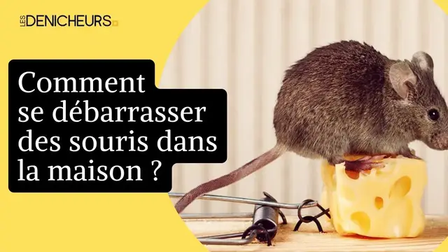 Video thumbnail for 🐁 Souris dans la maison : 6 astuces de grand-mère pour s’en débarrasser ! 🐭