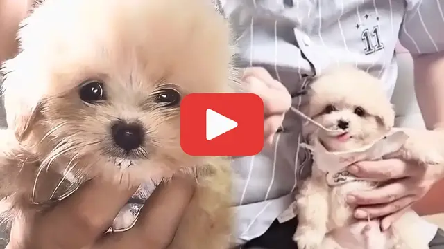 Video thumbnail for Trapped in a Sewer, This Puppy’s Cry Led to a Mission