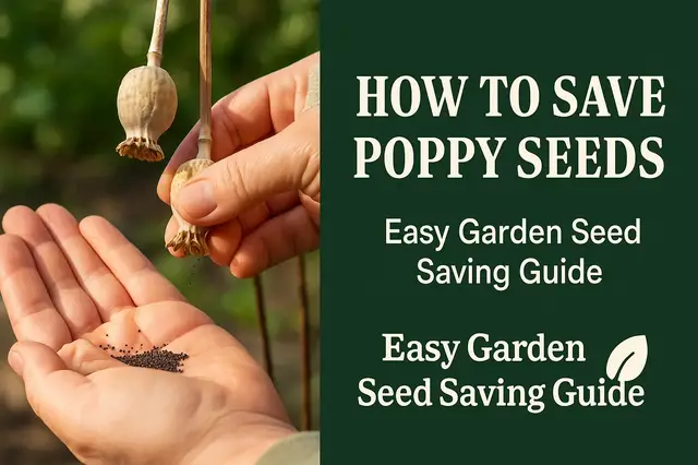 'Video thumbnail for How to Save Poppy Seeds | Easy Garden Seed Saving Guide'