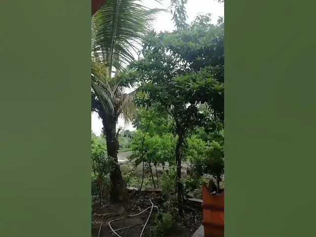 'Video thumbnail for our coconut tree'