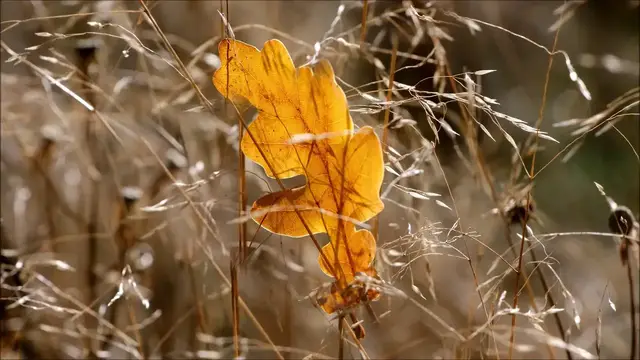 Video thumbnail for 1Hour Music for Relaxing, Peaceful, Dreamy, Hopeful - Relax Mind #zx2xb #hopeful #peaceful #Dreamy 🎼