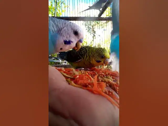 'Video thumbnail for This Amazon bird toy is SO COOL#birds#parrot #birdslover #budgis #lovebirds #budgiegar #cute #health'