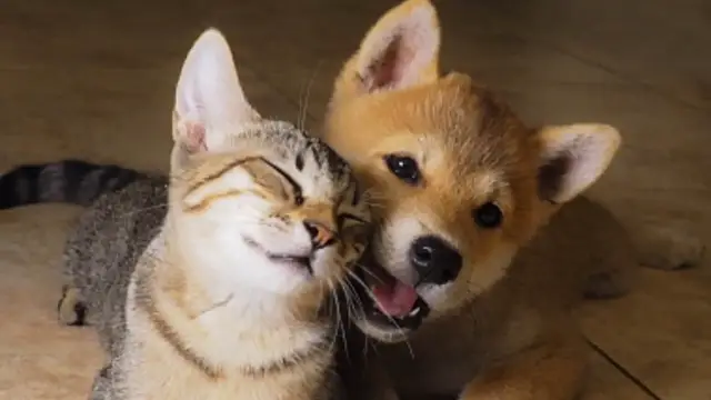 Video thumbnail for How To Recognize The Once-In-A-Lifetime Bond With A Soul Pet