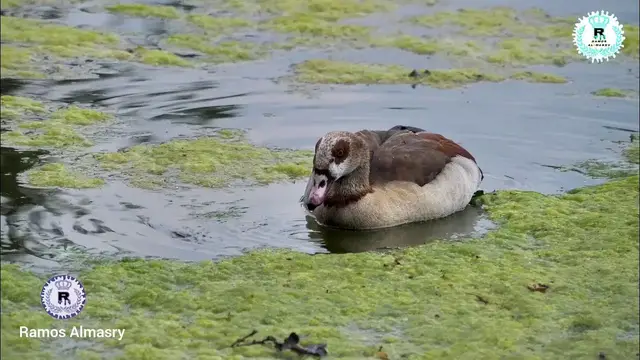 Video thumbnail for تلاوة هادئة بصوت القارئ الشيخ منصور السالمى