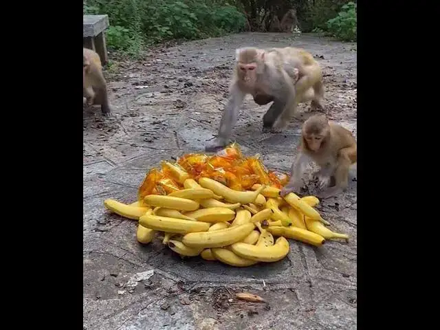 'Video thumbnail for Funny Monkeys Amazing Eating'
