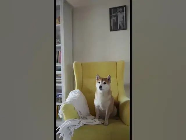 Video thumbnail for Dogs Life 1 #shorts #dogs #dog #doglover #animals #animallover #cat #cats #catlover #doglovers #doge