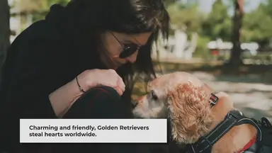 'Video thumbnail for Golden Retrievers as House Dogs: The Perfect Blend of Charm and Companionship'
