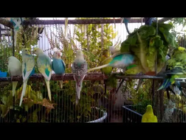 'Video thumbnail for 🎶 BGM不要、インコのさえずりだけの癒し時間'