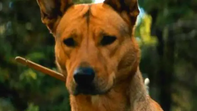 Video thumbnail for The Inspiration Behind Prey's Dog Sarii Makes Too Much Sense
