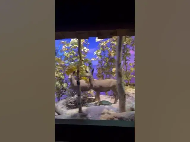 Video thumbnail for The Disneyland Railroad Grand Canyon Diorama has returned!